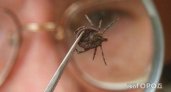 Эксперты рассказали, как защититься от клещей