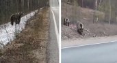 Медведи все ближе подбираются к Ухте
