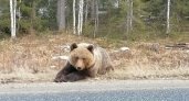 В Ухте медведь болел за участников веломарафона