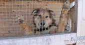 В Усинске мэрия закупит шесть тонн собачьего корма