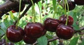 Агроном дал советы по выбору полезной черешни