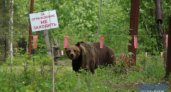 "Докормили!": Трассу Сыктывкар — Ухта захватили медведи