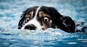 "В дорожных ямах города можно утонуть": В Ухте "Спас-Коми" спасли тонущую собаку 