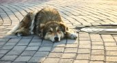 В Сосногорске удалось спасти собаку, застрявшую между бетонных плиток