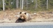 Медведь больше не будет подсказывать дорогу до Ухты: его загнали в лес