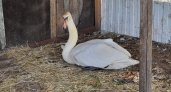 Козленок стал лебедю единственным другом на ухтинской ферме
