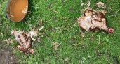 В Коми неизвестное существо растерзало куриц и индюков