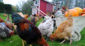 Россиянам разрешат разводить кур на дачах