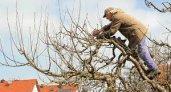 "Кошмар на улице Вязов": деревья в Ухте пугают жителей своим внешним видом 