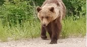 Возле Сосногорска заметили еще одного медведя