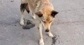 "Трясло и пена шла изо рта": в Сосногорске начали травить собак