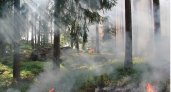 Количество лесных пожаров в Коми снижается