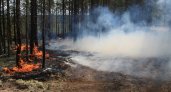 "Угрозы больше нет": в лесах Коми исчезла пожароопасная ситуация