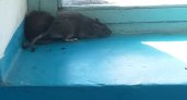 Администрация Ухты отреагировала на сообщения о серых грызунах