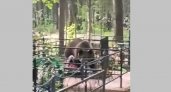 В Коми кладбище снова "свободно": медведи больше не будут пугать живых до полусмерти