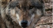 В Коми близкие погибшей от волков девочки получат 3 млн за моральный вред