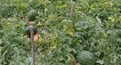 Житель Коми рассказал о своем большом урожае арбузов и дынь
