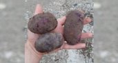 "Фиолетовый цвет, но привычный вкус": житель Ухты собрал красочный урожай картофеля