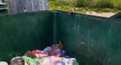 «Трупы крыс приводят детей в ужас»: ухтинцы жалуются на «мусорный коллапс» в центре двора