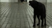 "Жители не перестают жаловаться": Ухта снова в антирейтинге по бездомным животным
