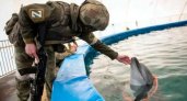 В России боевых дельфинов могут начать использовать против диверсантов