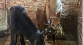 "Хотят пустить на колбасу": Ухтинцы умоляют о спасении пони и трех лошадей