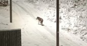 «Гуляют под носом»: жители Коми боятся нападения волков