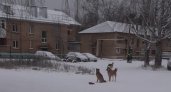 Неизвестно, кто будет отлавливать бездомных собак в Ухте зимой