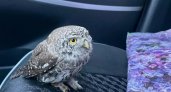 "Прямиком из Хогвартса": жительница Коми нашла сову на дороге