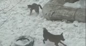 "Юный герой": В Коми мальчик спас кота от стаи бродячих собак