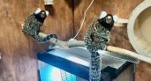 На Станции юных натуралистов в Детском парке появились крохотные обезьянки