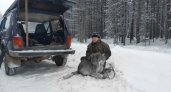 В Коми волк угодил в капкан недалеко от заправки