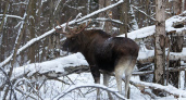 Житель Коми заплатит за убийство лося 240 тысяч рублей