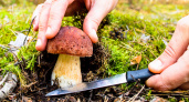 За сбор краснокнижных грибов и растений будут сажать в тюрьму на 9 лет