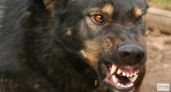 Администрация выплатит ухтинке 70 тысяч за нападение бродячей собаки