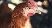 Руководство фабрики «Зеленецкая» ввело ограничения из-за птичьего гриппа