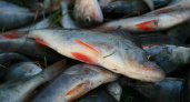 В Коми обнаружена некачественная рыба