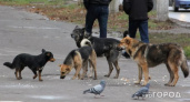 В Ухте только одной отловленной собаке удалось найти семью