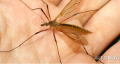 Врач объяснила, почему нельзя чесать комариный укус