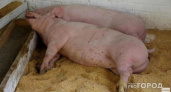 Россия может стать крупнейшим в мире экспортером свинины