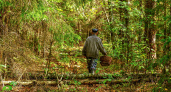 Охотник за грибами случайно обнаружил в лесу более 67 свежих могил