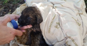 Ухтинские спасатели освободили из железного плена новорожденных щенков