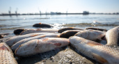 Из-за сильной жары в Коми гибнет ценная рыба