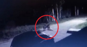 В Коми волки задрали собаку. Инцидент запечатлела камера видеонаблюдения