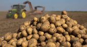 В Коми хотят начать выращивать новые сорта картофеля