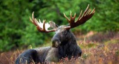 В Коми открывается сезон охоты на лося