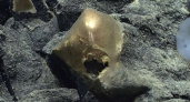 Ученые в тупике: в заливе на Аляске нашли неопознанный «золотой шар»