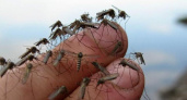 Эти люди становятся жертвой комаров: врач назвала самую «вкусную» группу крови