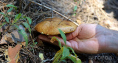 Не лезь в кузов: в России ужесточили ответственность за сбор грибов