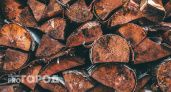 В Коми нашли и уничтожили зараженные дрова